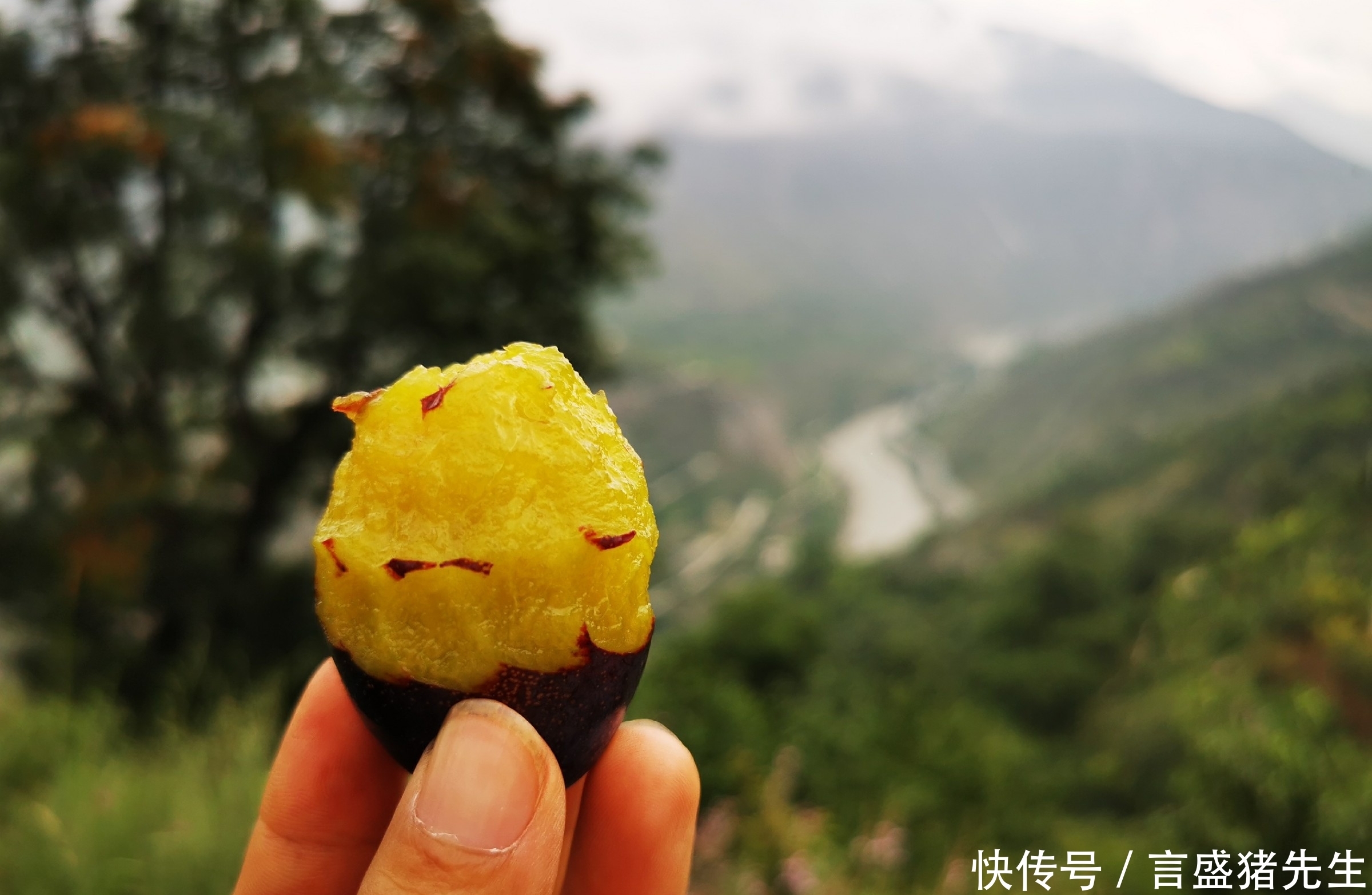 吃起来|买西梅时,挑硬的还是软?很多人不懂,果农:挑错等于白花钱