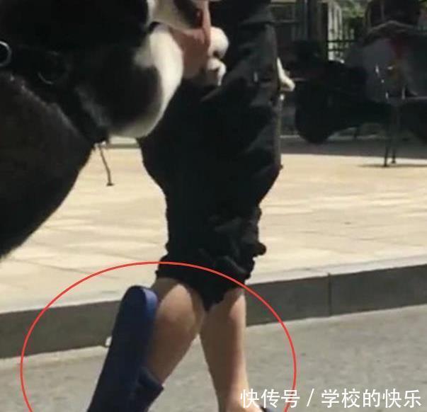 一看|二哈拖家带口出走, 被主人给追了回来, 网友, 一看就知道拼了老命