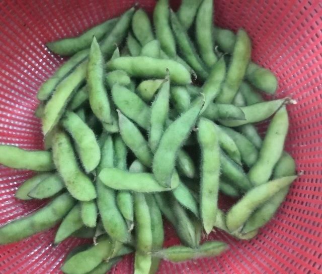 零食|香辣豆角,这样做太入味了,下酒、当小零食都不错