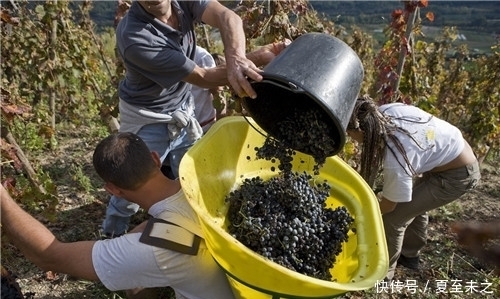 罗纳河谷葡萄园的葡|罗纳河谷葡萄园的“关键词”之旅