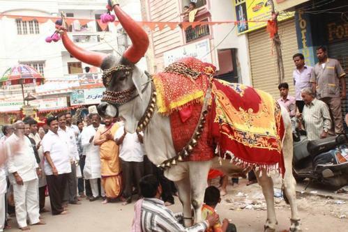 大街小巷|印度不吃牛,那大街小巷的,横穿马路的牛都怎么处理了?