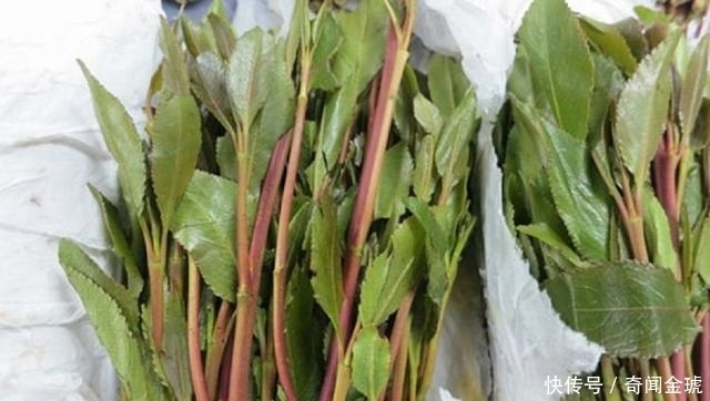 小心|新型毒品,形似苋菜,大家要小心提防