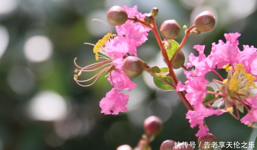 七月|七月开始:心想事成,好运相随,金银滔滔的生肖