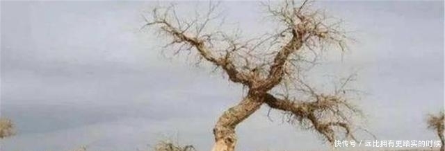 绿洲|中国一沙漠就快成为绿洲，却来了一群“祸害”，网友：全毁了！