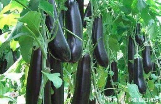 家常手撕茄子|它是天然的增高剂,不吃肉也不要错过吃它,孩子个头蹭蹭长