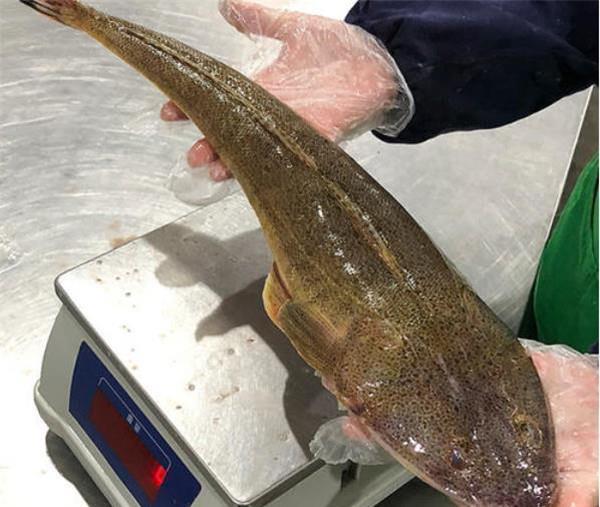 潮汕地区|这鱼在我国不值钱,潮汕人懂它的价值,到了日本摇身一变成高档货