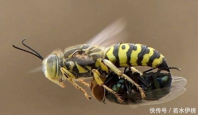  震撼|26张“活久见”的震撼图片，每一张都来之不易