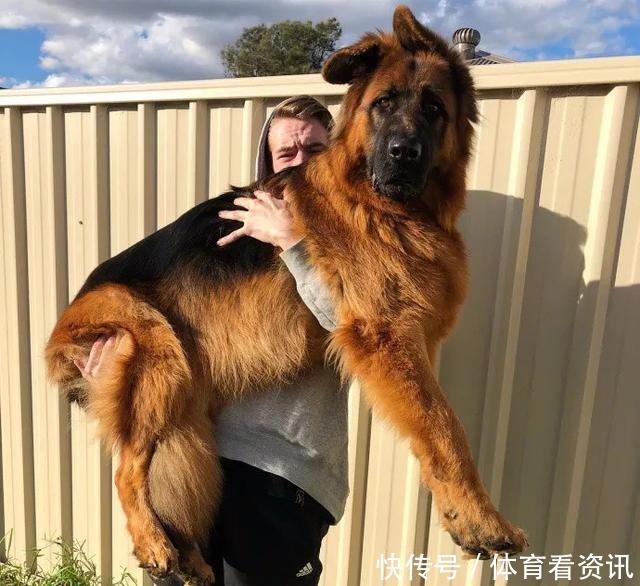 简直|2岁还没有立耳的德牧,这反差简直太萌了!