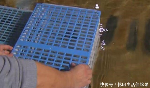 混养|水池中混养龙虾,学会这几招,不赚钱都不行