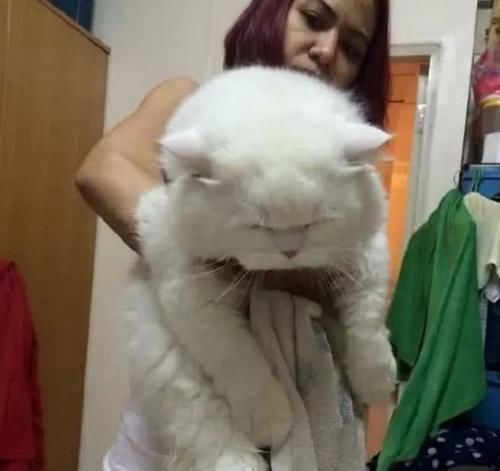 出国|男子出国将猫送给女友照顾,一年后回来,男子你确定它是只猫