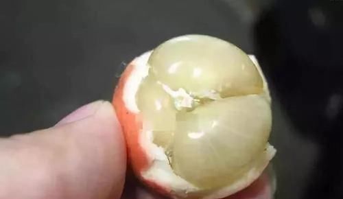 余甘果|南方特有的几种水果,作为南方人也认不出,北方人连听都没听过