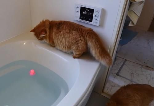 滑稽|猫咪失足跌落水池,游泳的姿势太滑稽了,喵星人都是好奇心作怪