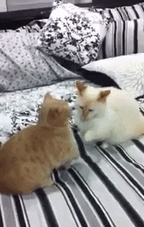 实力|搞笑GIF:我也想低调,可实力不允许啊!