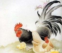 事情|大金鸡:家喜不可外扬,劝你最好看一下!重要的事情只说一遍!