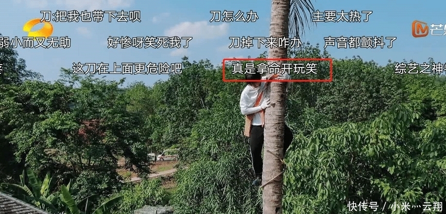 椰子树|彭昱畅爬完椰子树后,那把刀取下来没有?《向往的生活》导演回应了