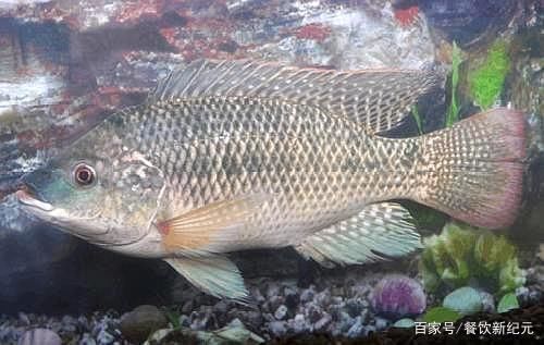 鲫鱼|被误解最深的鱼一斤3元没人买,其实它比鲫鱼营养,比龙利鱼香