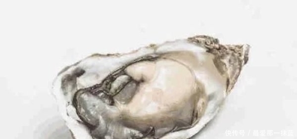 鲜牛奶|这种海鲜三年才长大,直接可以生吃,被称为“海中的鲜牛奶”