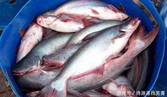 巴沙鱼|本是河鱼,却常被误认为是海鲜,两年就能长到4斤,成酸菜鱼食材