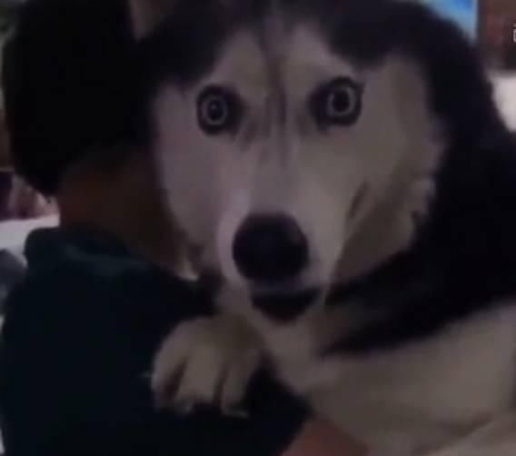  主人|带着哈士奇遛弯，碰到一只母狗后，二哈的表情亮了