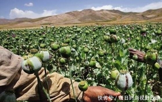金三角地区|他世界上最大的毒枭, 却从不贩毒给中国, 这是怎么回事呢?