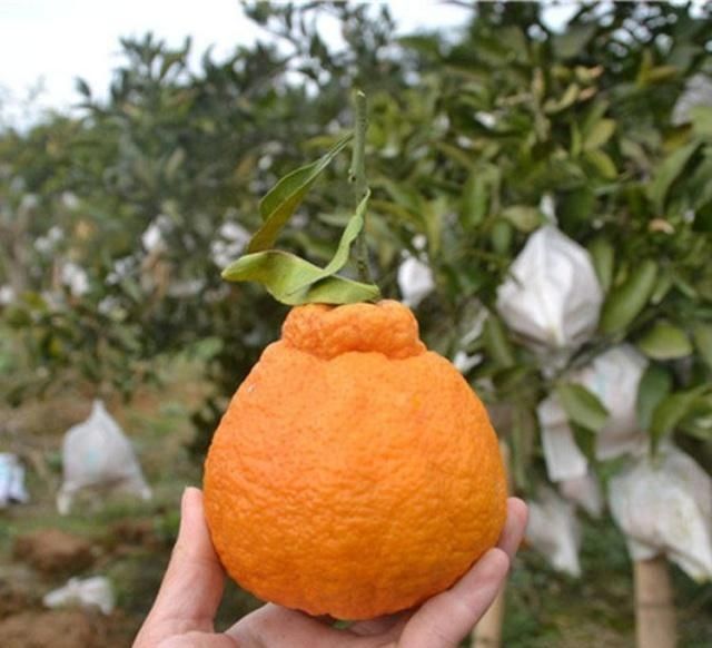 好吃|长得丑吃得香,好吃的丑橘到底应该怎么挑,下次可别再挑错了