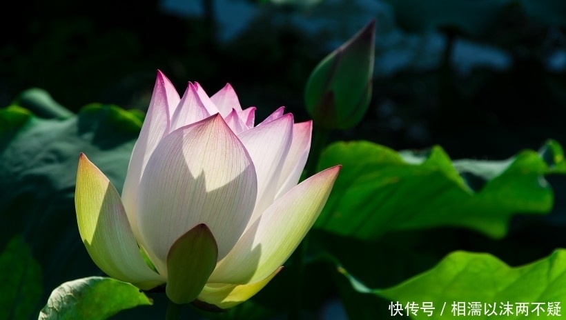 属相五行|9月开始工作一顺百顺,运势超顺,家门兴旺的四大生肖