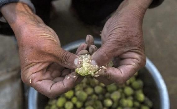 可惜|它是酒精的“天敌”,现在农村遍地都是,还不懂的话就太可惜了