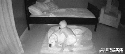  睡觉|婴儿半夜撒娇抱小被子找大狗睡觉，这就是养狗的好处！