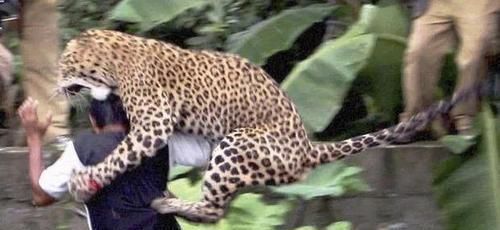  再次发生|人豹冲突再次发生这次是豹子吃人，40岁男子半夜被豹子叼到森林