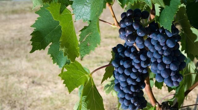 优质|葡萄要实现优质丰产和稳产需要哪些养分这样施肥即可满足需求