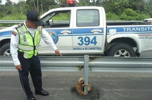  交警|城乡道路出现异样，交警赶来却发现不明物体抱着栏杆瑟瑟发抖