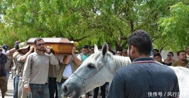 送行|主人离世,老马狂奔数公里送行,趴在棺木上不肯离去,让人落泪