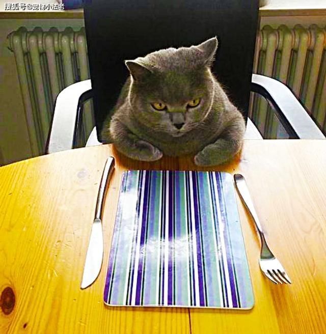 哭笑不得|猫咪被饿了一天,一气之下,送了份“礼物”给主人,让人哭笑不得