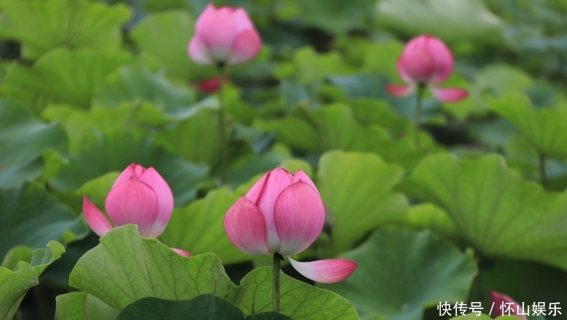 些朋友|10月开始，运势逆袭，横财不断，财富花不完的四大属相