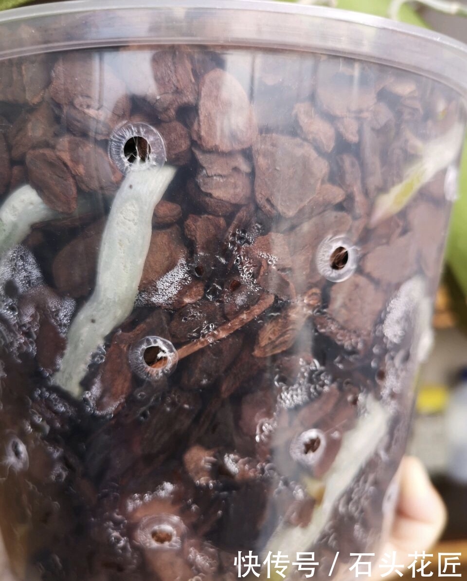 养好|养好“蝴蝶兰”有3个关键点,做对了“根系旺”,冬季开花多