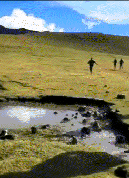 GIF|搞笑GIF：哥们，你这是在用鸽子做导航吗？想象力真丰富