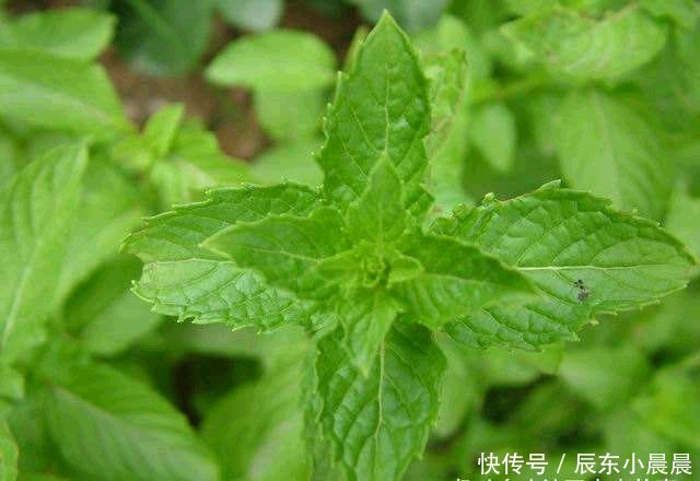 做有|鲜为人知的绝配下酒菜,很多大饭店才有的,在家做有绝招
