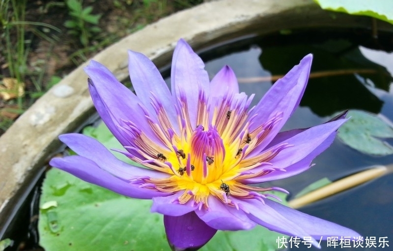 大吉大利|8月开始钱财无忧，事业大展宏图，日子大吉大利的四大生肖