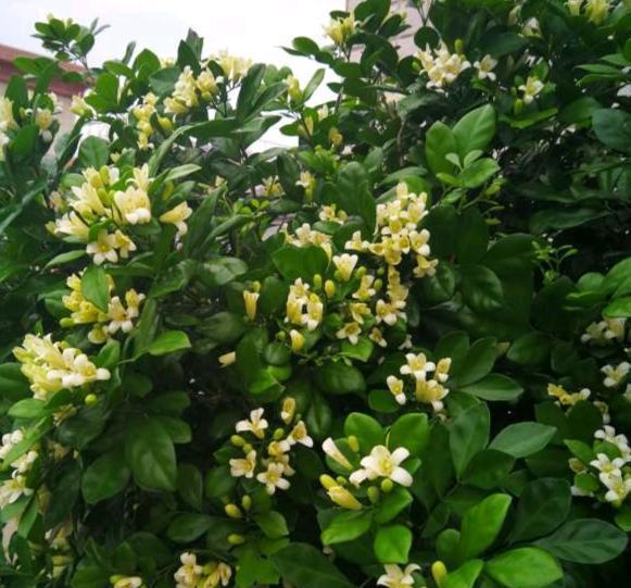 茉莉花|此花号称“天下第一香”，花开200天，沾土就活，比茉莉花还好闻