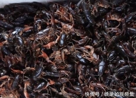 蛄|它长得像“小龙虾”,一问价格没人买,饭店大叔花500元整筐买走