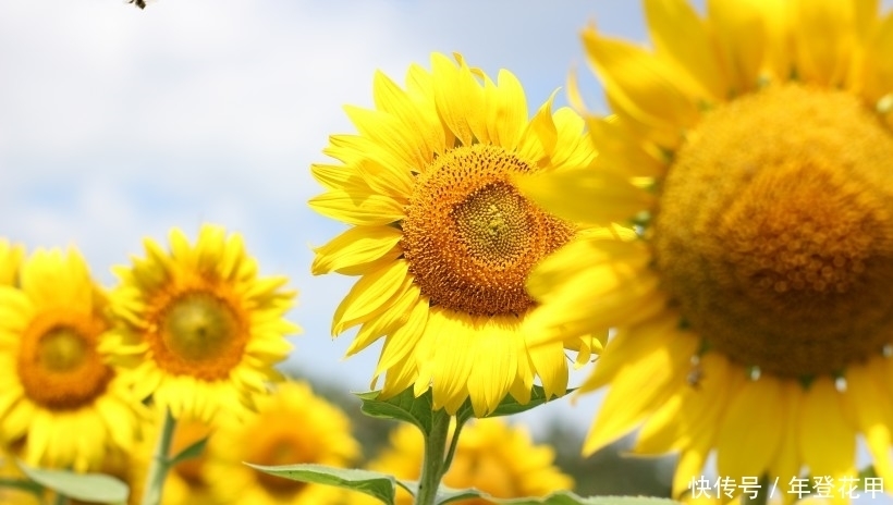 生肖|9月开始天降大财,工作畅通无阻,福源深厚的四大生肖