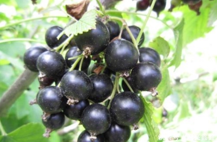 变平|立秋后,晚上当零食吃一把,大肚子变平了,保肝护肝,气色更红润