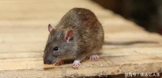 中大奖|鼠鼠人:最近7天吉星入命,最容易发横财中大奖,一夜暴富