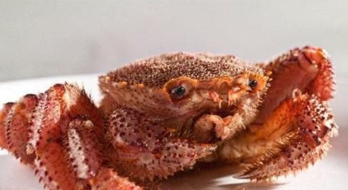 上榜|全世界“最昂贵”的4种海鲜,中国有一种鱼上榜,很多人未见过