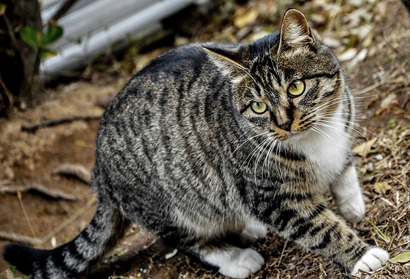 野猫|濒临灭绝物种 · 小型猫科动物 —— 野猫