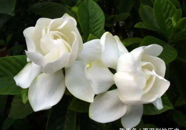  花色|此花花色玉洁无暇，盛开时散发着沁人心脾的芳香，令人心旷神怡