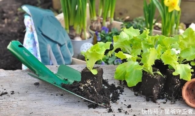 还要|在家种个菜都这么美,还要什么花园?
