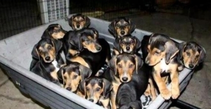 抛弃|怀孕狗狗被前主人抛弃,被好心人收养后竟然送给恩人一个大礼物