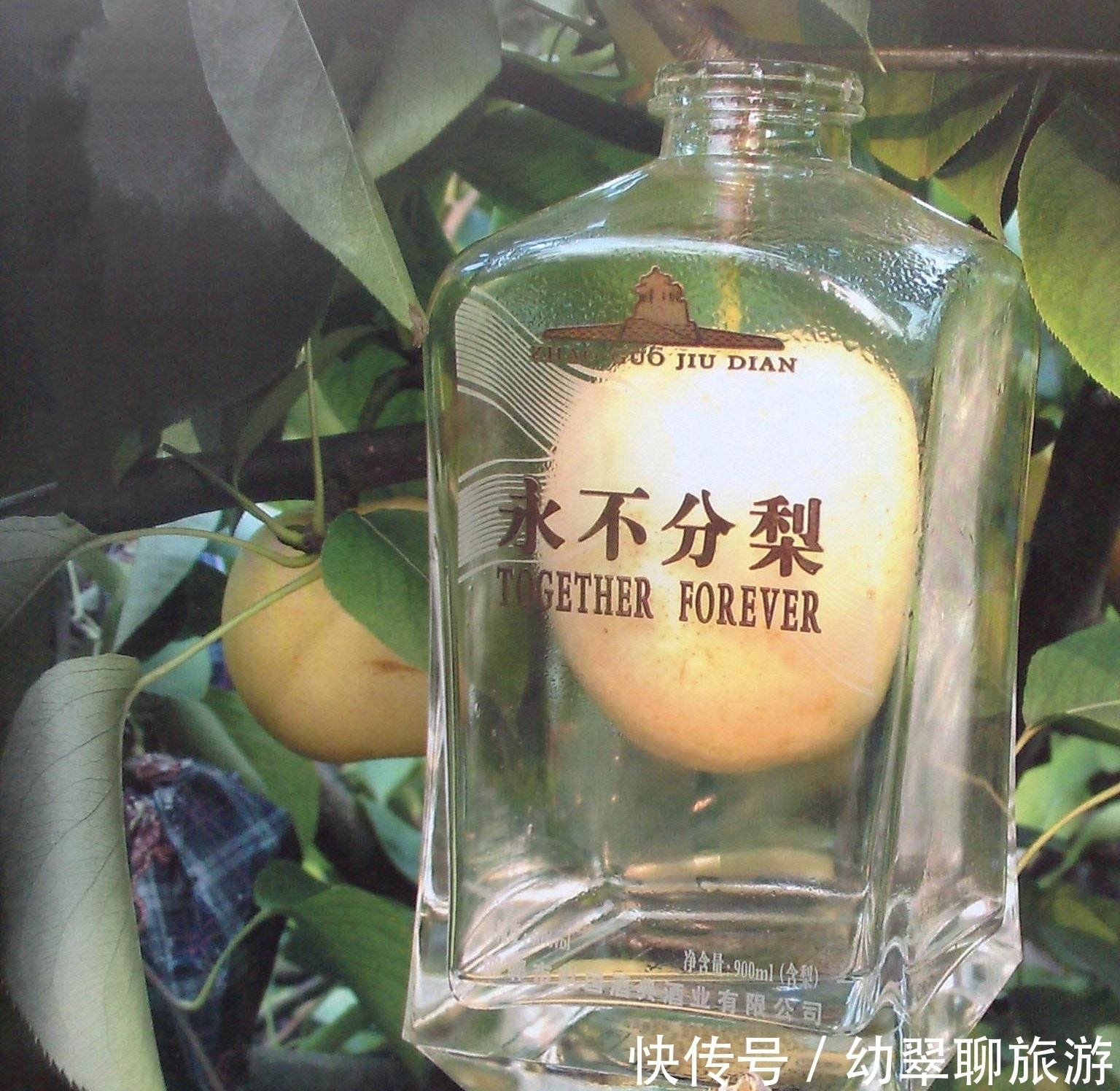 分梨|五粮液永不分梨,整个梨是咋放进去的看了流程,网友大涨见识