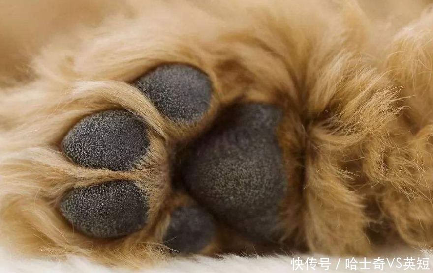 爪子|为什么狗狗爪子不让碰？肉垫的6个作用，看完默默缩回我的手